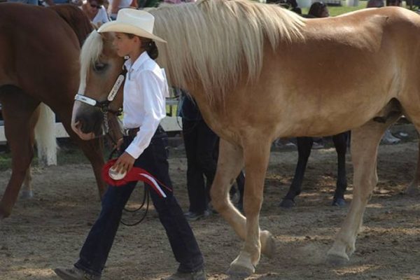 Horse Showing